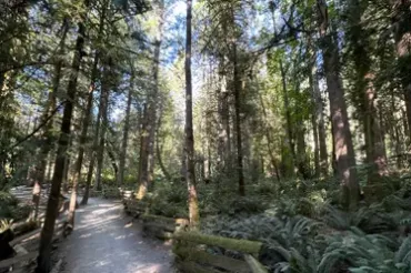 Picture of forest trail